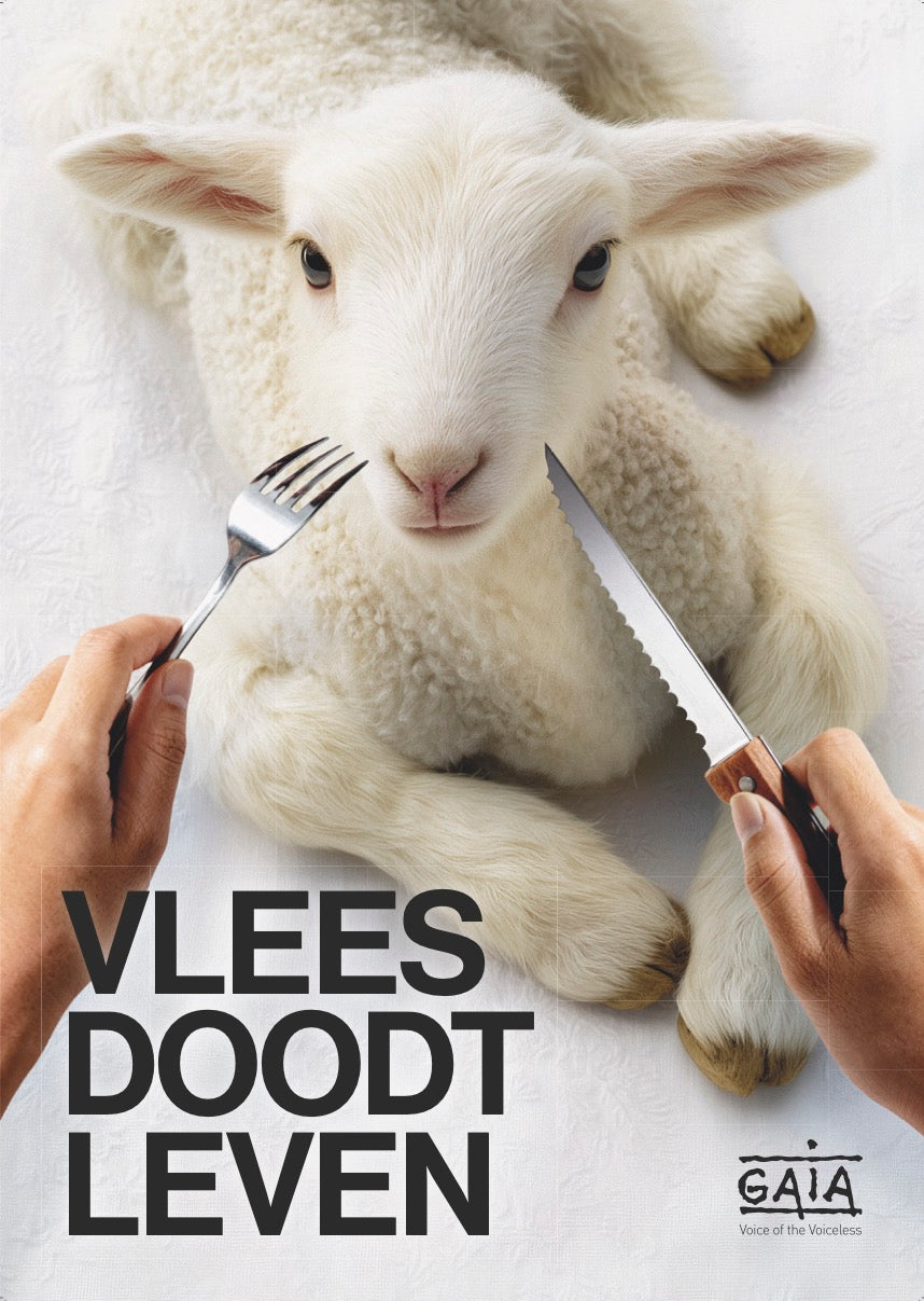 Pack 4 posters "Vlees doodt leven" (NL)