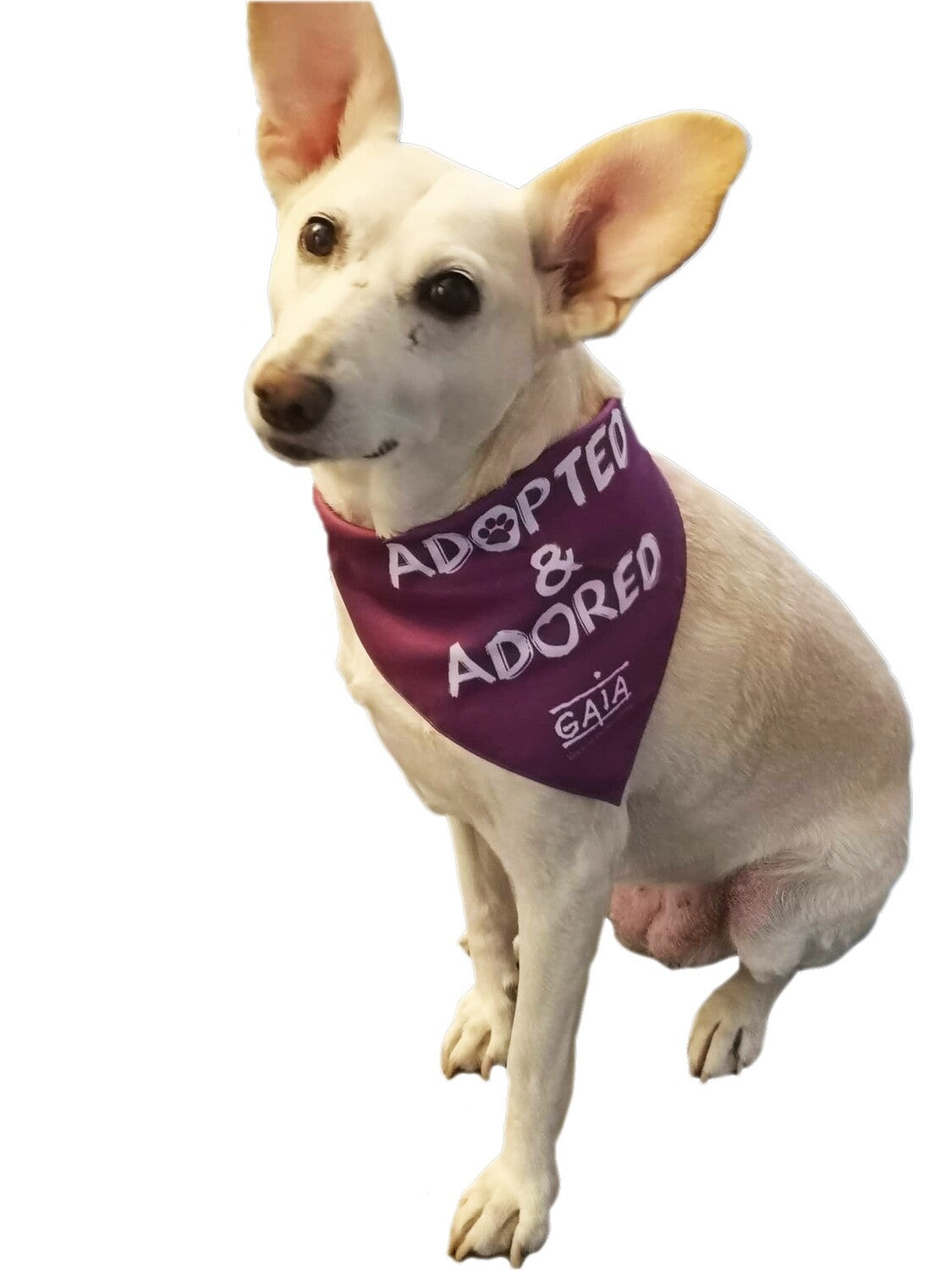 Bandana pour chiens 'Adopted & adored'