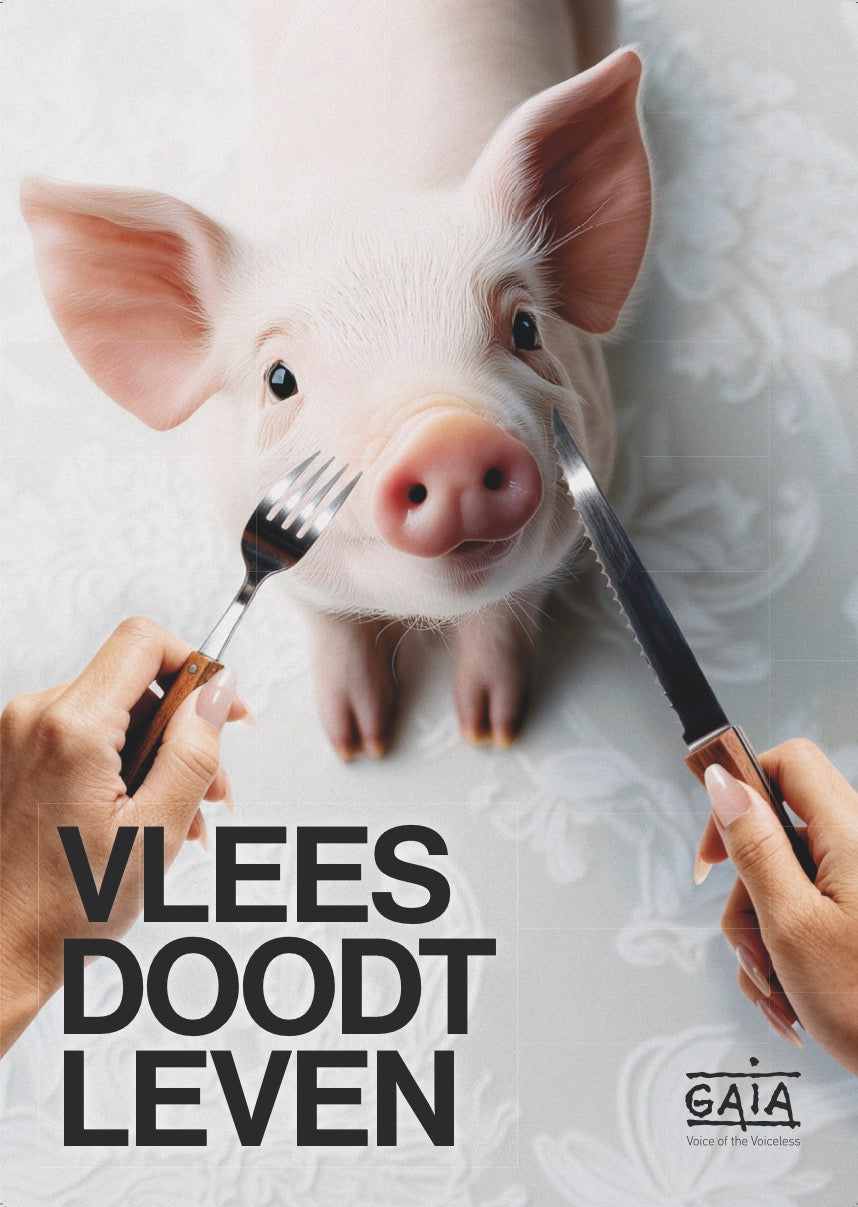 Pack 4 posters "Vlees doodt leven" (NL)